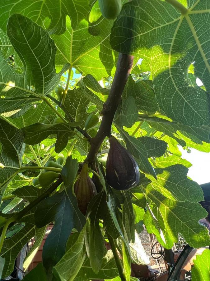 Agriturismo Il Giardino Degli Olivi Appartamenti Castiglione della Pescaia Εξωτερικό φωτογραφία