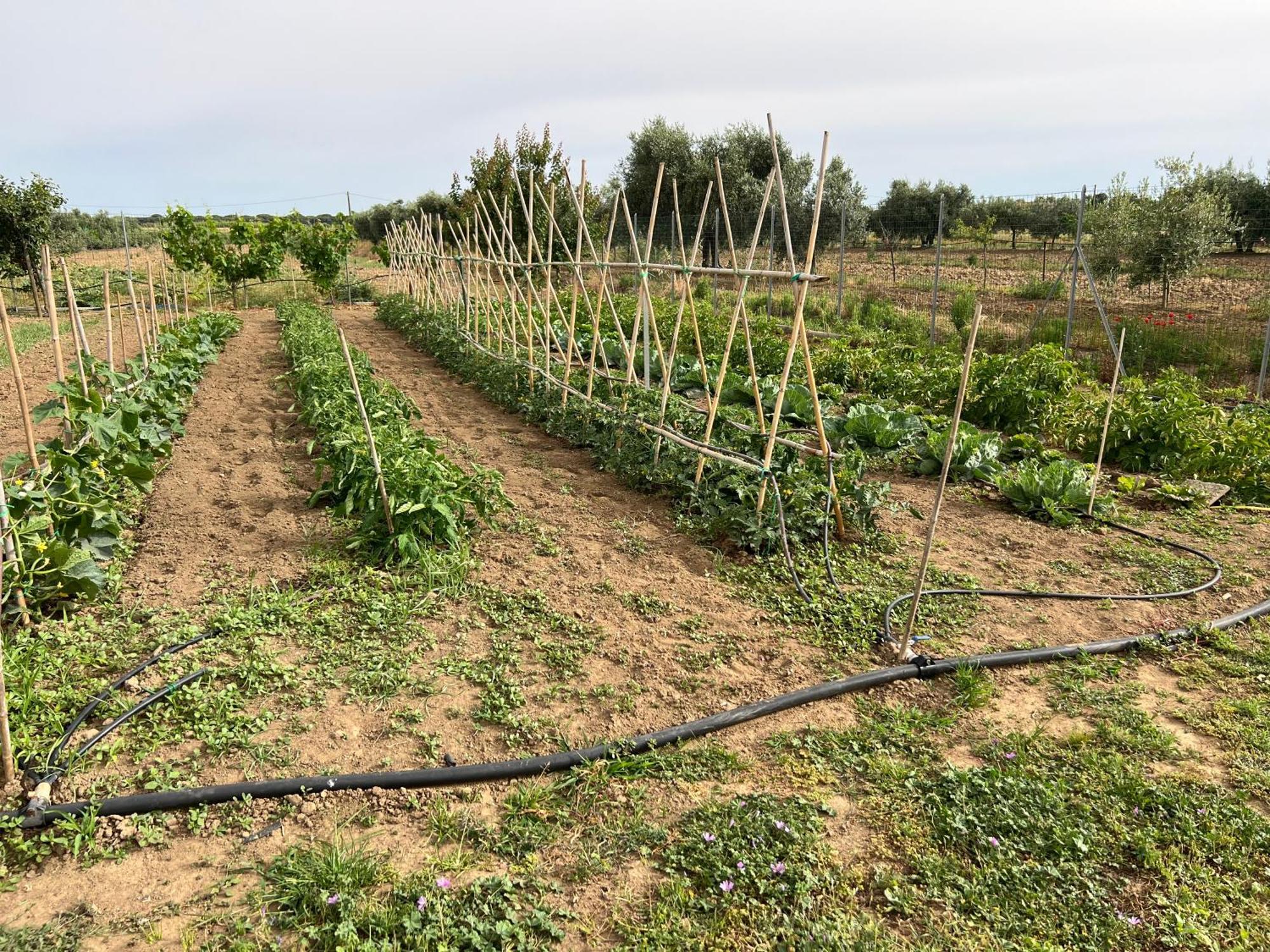 Agriturismo Il Giardino Degli Olivi Appartamenti Castiglione della Pescaia Εξωτερικό φωτογραφία