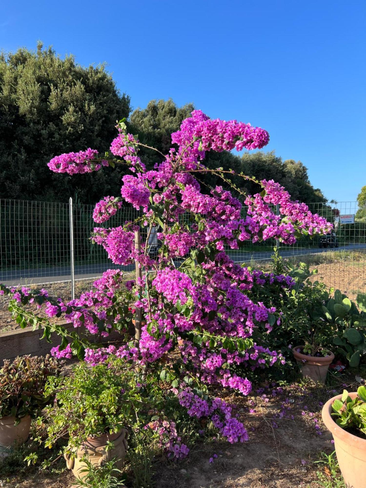 Agriturismo Il Giardino Degli Olivi Appartamenti Castiglione della Pescaia Εξωτερικό φωτογραφία
